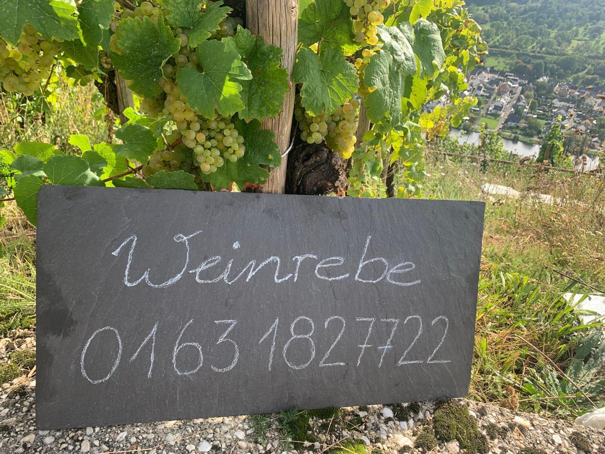 Weinrebe Apartamento Bernkastel-Kues Exterior foto